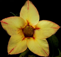 (image for) Adenium Obesum \'Sunflower\' 5 Seeds